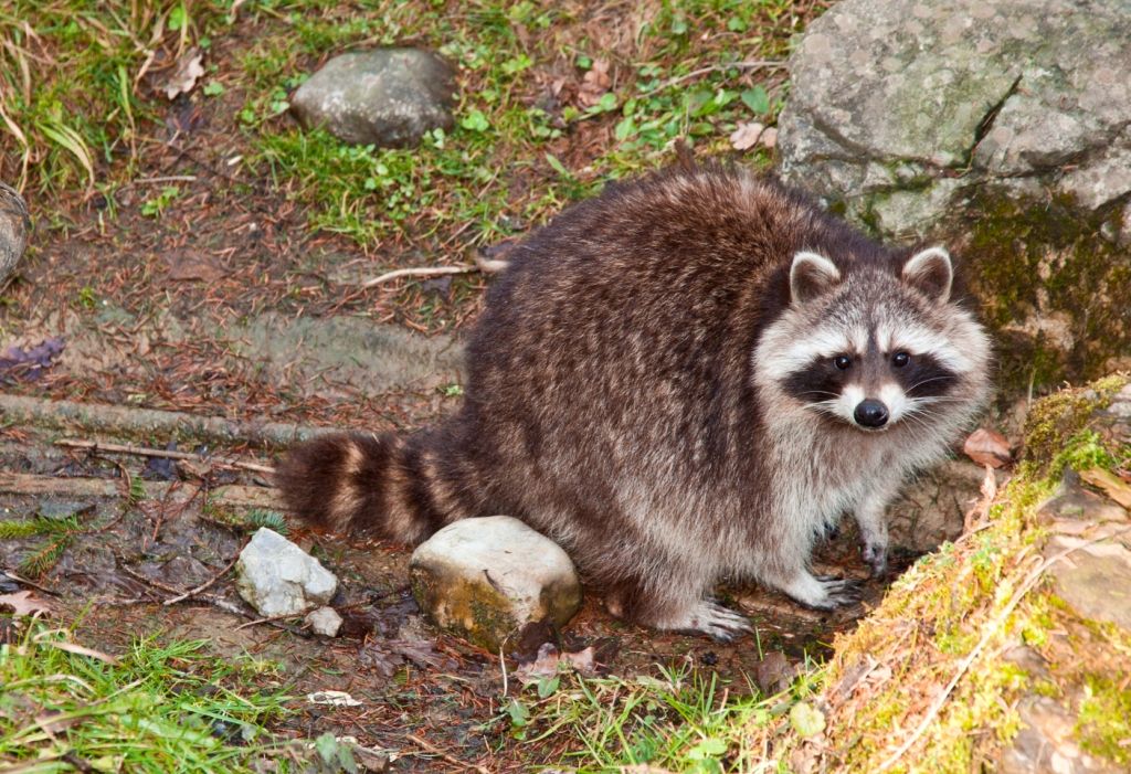 Ein Waschbär mit graubraunem Fell und der typischen schwarzen Gesichtsmaske steht auf einem Waldboden zwischen Steinen, Wurzeln und Moos und blickt direkt in die Kamera. Sein buschiger, geringelter Schwanz liegt seitlich auf dem Boden