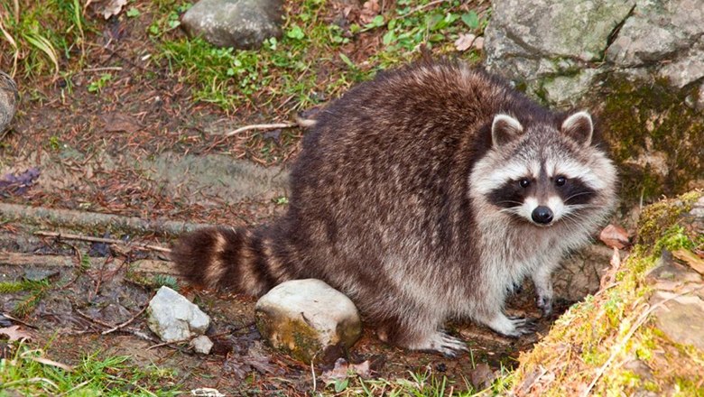 Waschbär der in die Kamera schaut