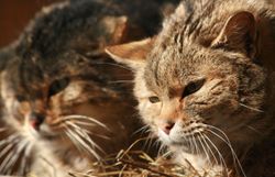 Zwei Europäische Wildkatzen liegen dicht nebeneinander. Die Wildkatze im Vordergrund blickt mit halb geschlossenen Augen leicht nach unten, während die zweite Katze im Hintergrund unscharf zu sehen ist. Das braun-grau gestreifte Fell und die langen weißen Schnurrhaare sind im warmen Licht gut erkennbar