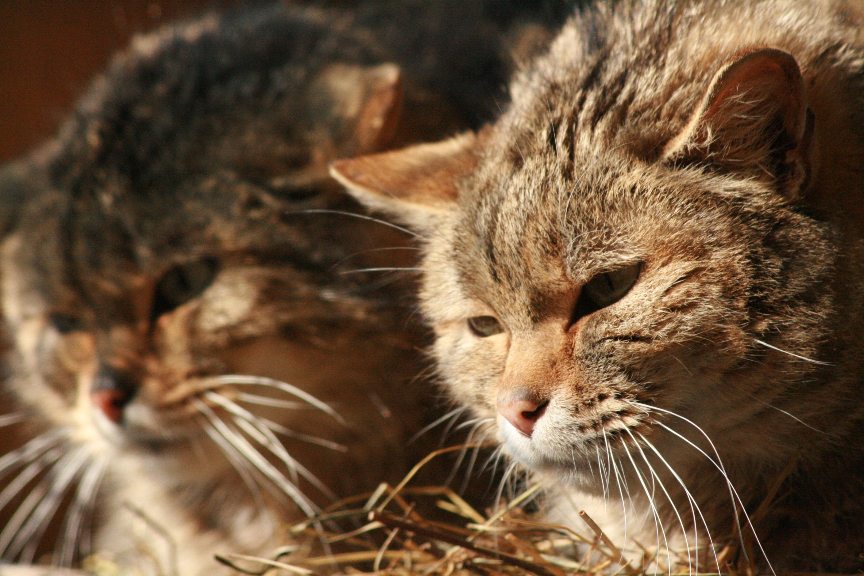 Zwei Europäische Wildkatzen liegen dicht nebeneinander. Die Wildkatze im Vordergrund blickt mit halb geschlossenen Augen leicht nach unten, während die zweite Katze im Hintergrund unscharf zu sehen ist. Das braun-grau gestreifte Fell und die langen weißen Schnurrhaare sind im warmen Licht gut erkennbar