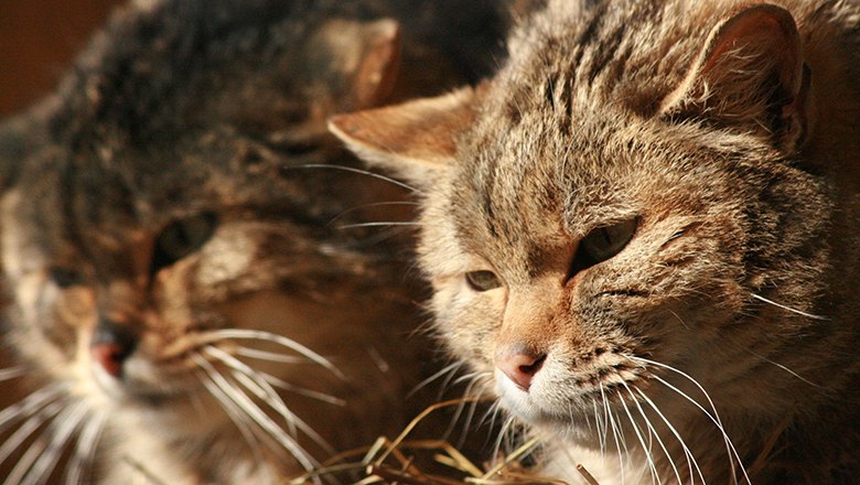 zwei Wildkatzen