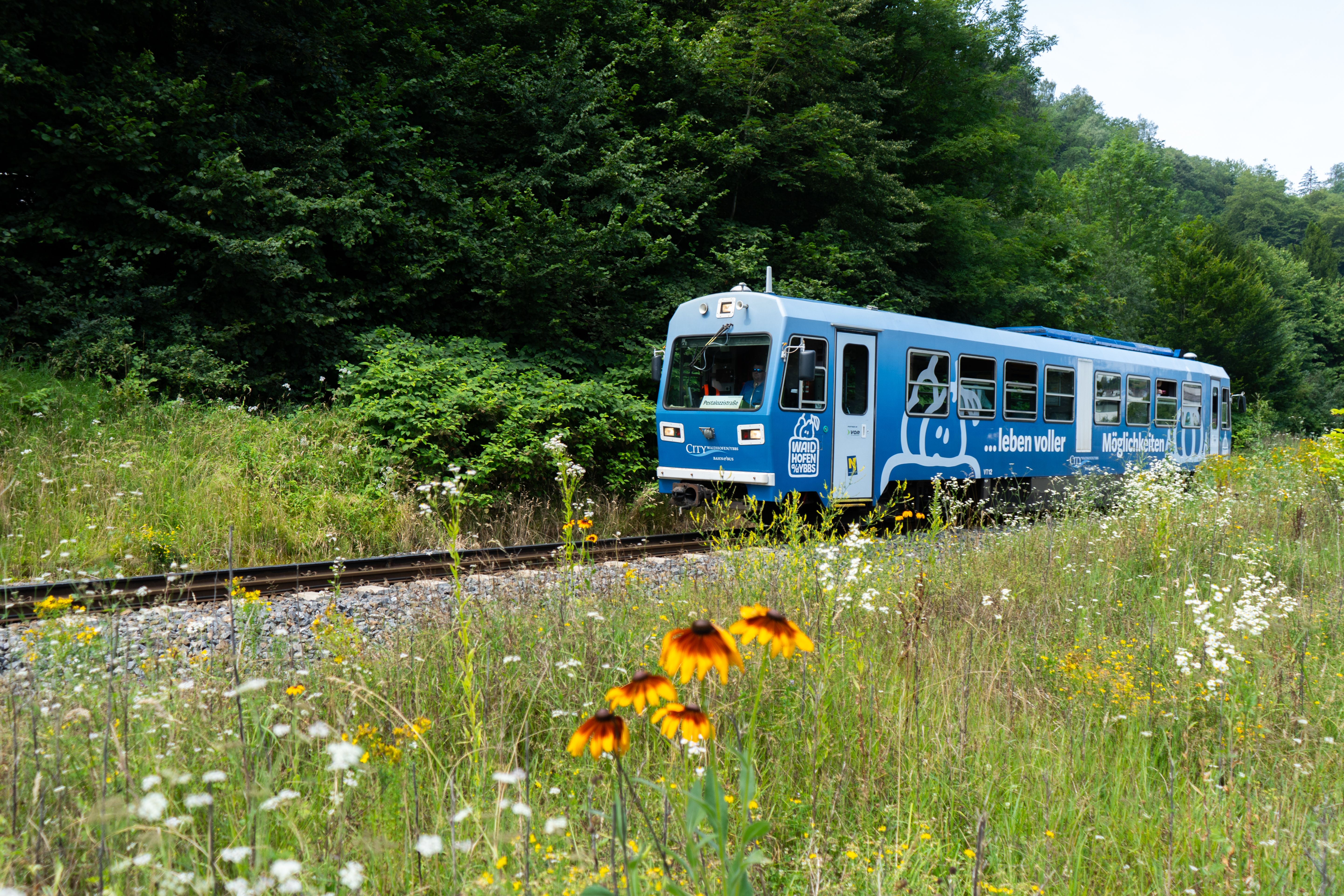 Blauer Citybahn-Triebwagen fährt auf eingleisiger Strecke durch eine blühende Wiese am Waldrand, mit Wildblumen im Vordergrund und dichtem Grün im Hintergrund.