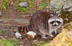 Ein Waschbär mit graubraunem Fell und der typischen schwarzen Gesichtsmaske steht auf einem Waldboden zwischen Steinen, Wurzeln und Moos und blickt direkt in die Kamera. Sein buschiger, geringelter Schwanz liegt seitlich auf dem Boden