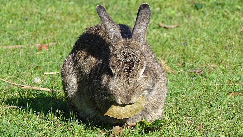 Kanninchen welches Blatt frisst